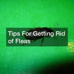 Tips For Getting Rid of Fleas