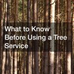 What to Know Before Using a Tree Service