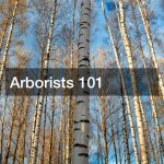 Arborists 101