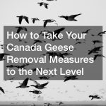 How to Take Your Canada Geese Removal Measures to the Next Level
